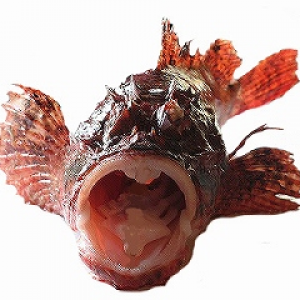 虎魚日女團 虎魚組 哈美食繽紛登台忙抓寶可夢news News ニュース